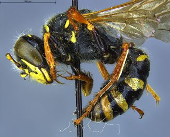 Media type: image;   Entomology 13760 Aspect: habitus lateral view